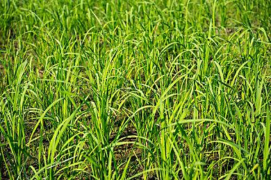 《世纪：灰烬纪元》XSX＆S版将于3月10日推出